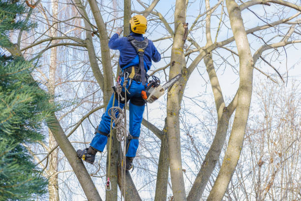 How Our Tree Care Process Works  in  East Setauket, NY