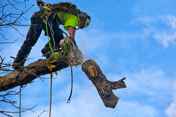 Reliable East Setauket, NY Tree Services Solutions